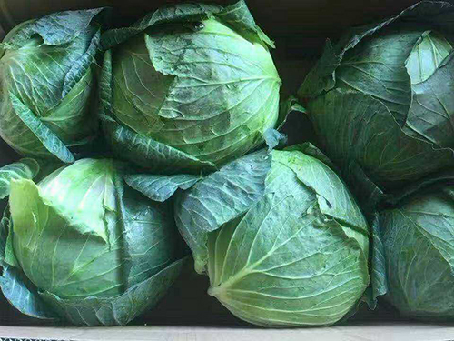 Cabbage