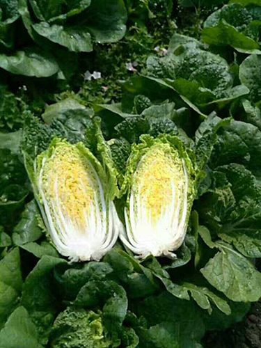 Chinese cabbage