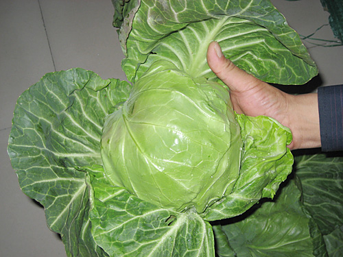 Fresh cabbage