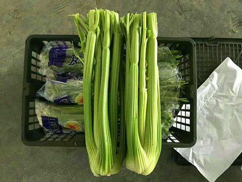Celery