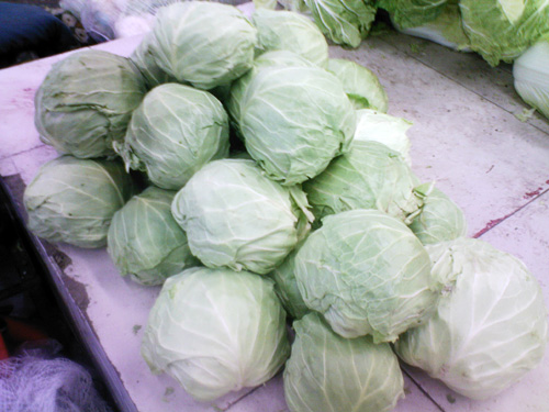 Fresh cabbage