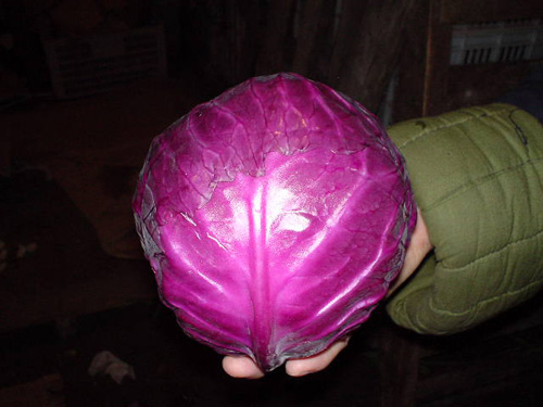 Red cabbage