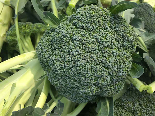 西兰花